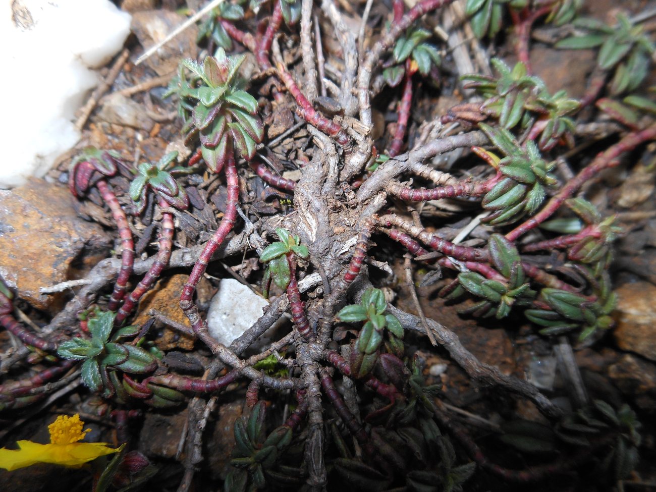 Helianthemum oelandicum subsp. italicum / Eliantemo rupino